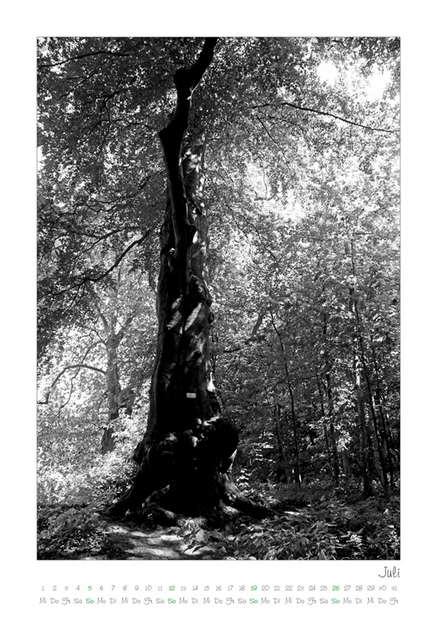 Kalender 2026 „Baumsichten"