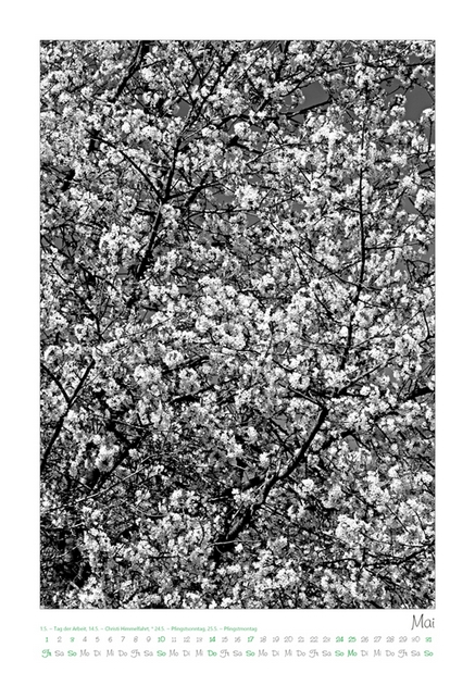 Kalender 2026 „Baumsichten"